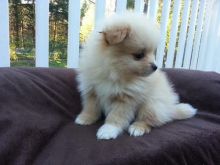 Sweet Male And Female Pomeranian puppies For Free Adoption. Text us via (424) 672-4188 Image eClassifieds4u 1