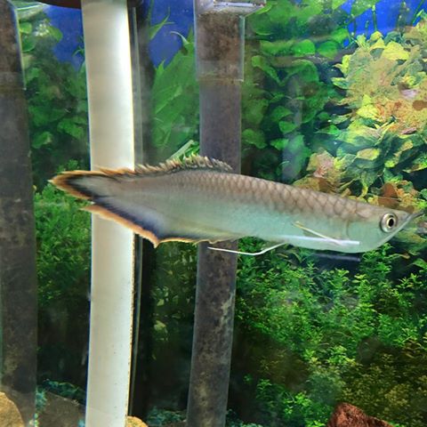 Quality Grade A super Red Arowana fish for sale and many others (253) 470-8173 Image eClassifieds4u