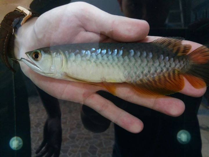 Rtg Arowana, Golden Arowana And Many Others Availa Image eClassifieds4u