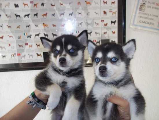 Siberian Husky Puppies For text : 612-213-5853 Image eClassifieds4u