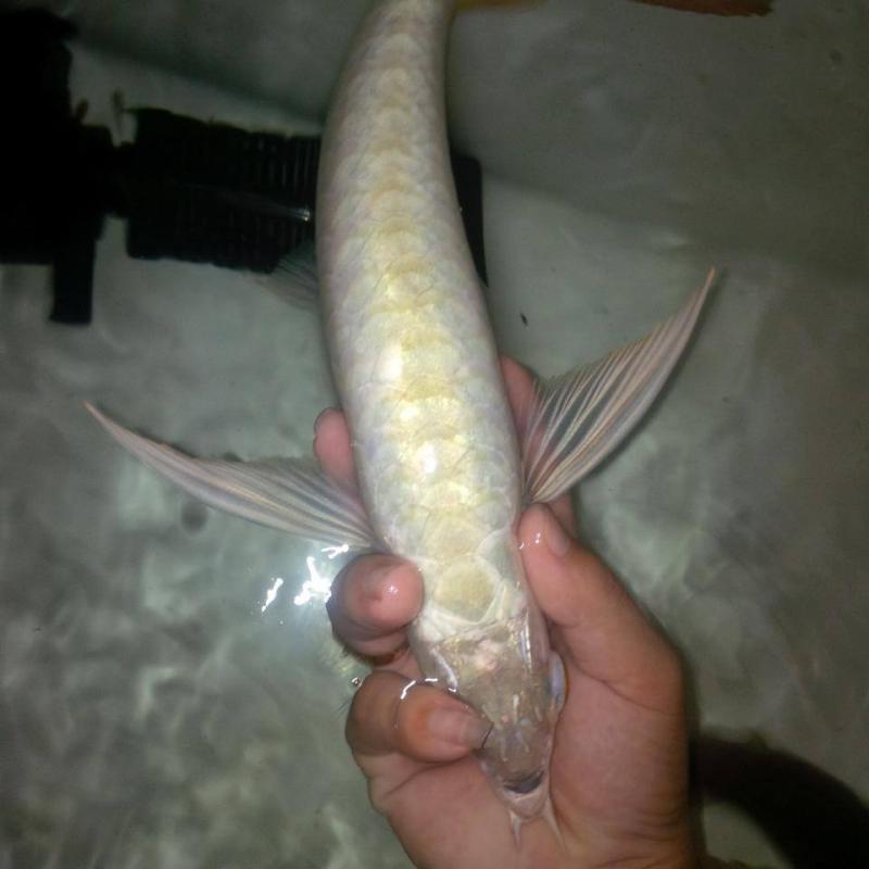 Silver Arowana and other types and sizes of arowana fishes available on sale $200.00 Image eClassifieds4u