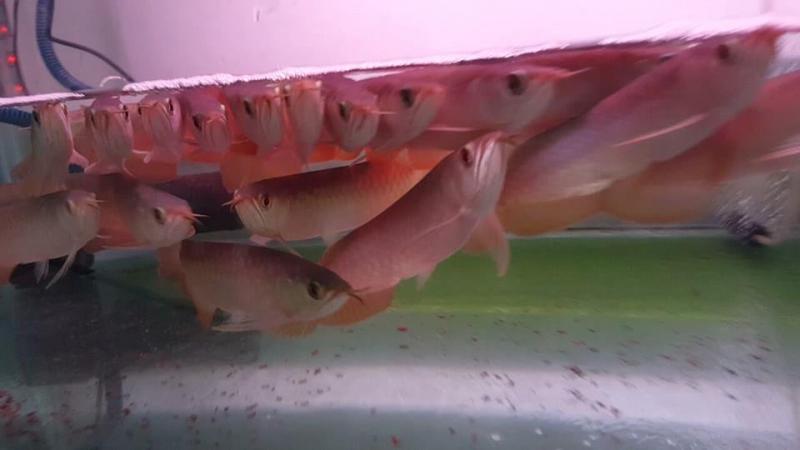 Super Red and 24k Golden Arowana Available Now Call Or Send text with your orders to (253) 470-8173 Image eClassifieds4u