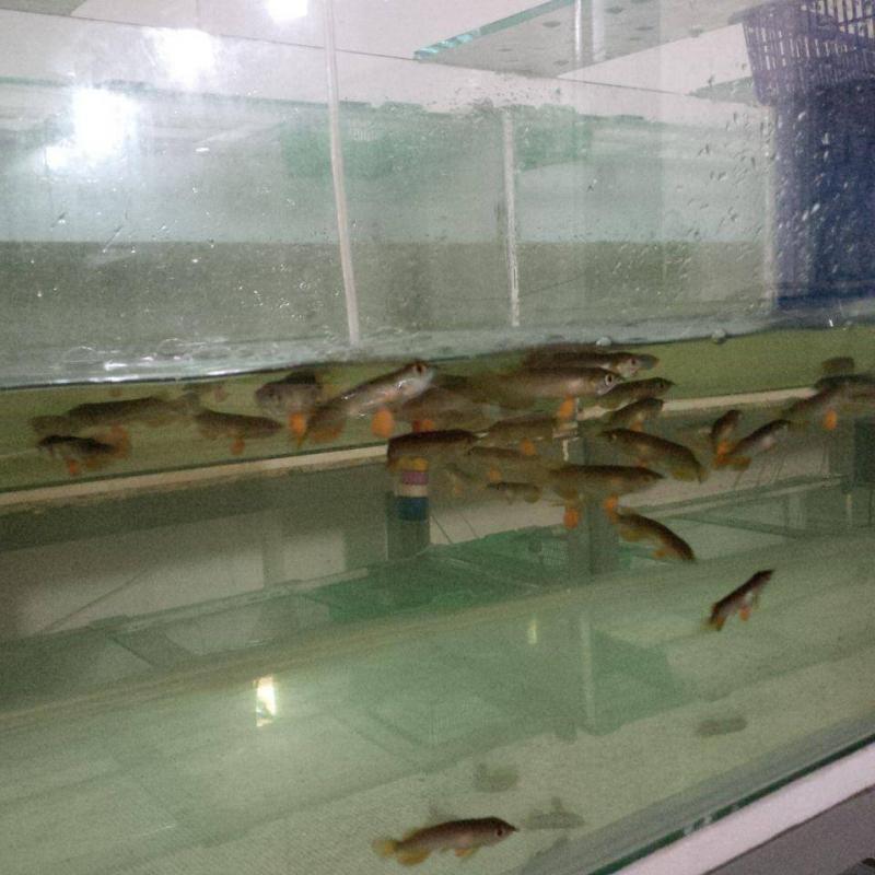 Super Red and 24k Golden Arowana Available Now Call Or Send text with your orders to (253) 470-8173 Image eClassifieds4u