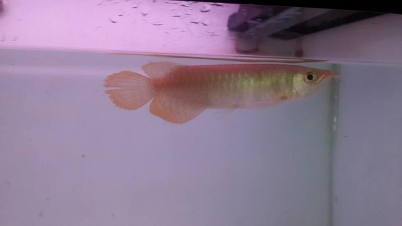 Super Red Arowana Fish and Many Others Available For Sale (253) 470-8173 Image eClassifieds4u