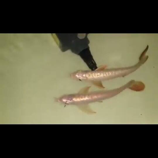 Super Red Arowana Fish and Many Others Available For Sale (253) 470-8173 Image eClassifieds4u