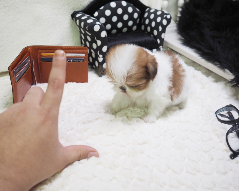 Sweet Male And Female Shih Tzu Puppies For Free Adoption. Text us via (424) 672-4188 Image eClassifieds4u