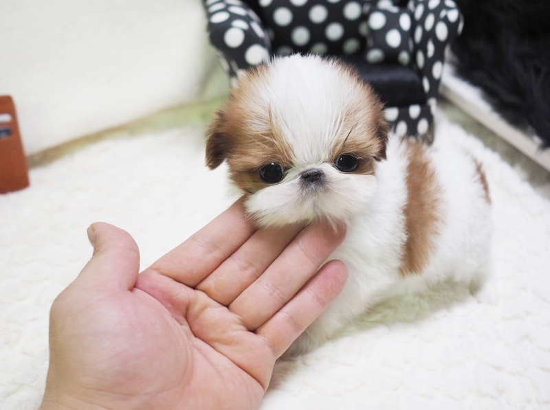 Sweet Male And Female Shih Tzu Puppies For Free Adoption. Text us via (424) 672-4188 Image eClassifieds4u