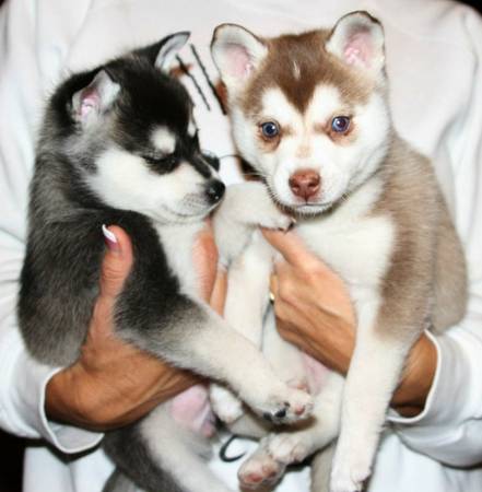 Two Siberian Husky Puppies For Re-homing-text : 612-213-5853 Image eClassifieds4u