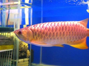 $200 (Lovely) Arowana Fishes and Many Other Fishes Available We have variates of of arowana fishes Image eClassifieds4u