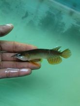 24K Gold Arowana Platinum Silver Arowana Red Tail Golden Arowana Black Arowana Platinum Black Arowan