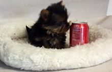 Adorable Female TeaCup Yorkie Puppy Available