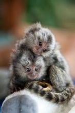 Adorable Marmoset Monkeys for adoption