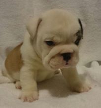 AKC registered English Bulldog Puppies Now Available (213) 787-4282
