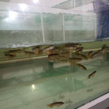 Arowana Fish for Sale $450.00 We are a breeder of tropical Aquarium live fish.