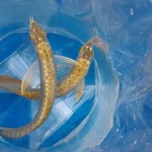 Asian Red, RTG, Super Red, Chili Red, Golden X back,Dragon Red Arowanas For Sale (253) 470-8173