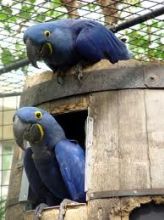 Beautiful and Talking Hyacinth Macaw Parrots for adoption