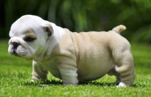 Beautiful English Bulldog Puppies text via (213) 787-4282