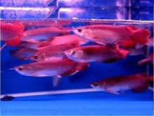 Best Quality Arowana Fish For Sale/Best Quality Arowana Fish For Sale.We supply quality live Red