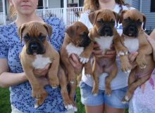 Boxer puppies ready to go