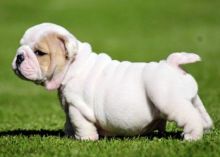 Champion Male and Female English Bulldog Puppies text via (213) 787-4282