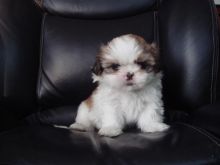 Chocolate & White Male Shih Tzu Puppy