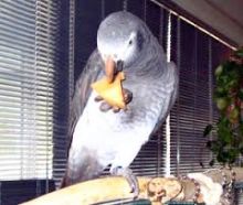 Congo African Grey Parrot for Sale
