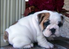 cut Puppies English Bulldog