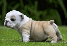 Cute English Bulldog puppies Pure Breed (213) 787-4282