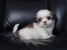 Dark Chocoate & White Imperial Shih-Tzu Puppy