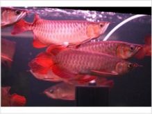FRESH AND ALIVE AROWANA FISHES FOR ALMOST FREE We have all varieties of arowana fishes
