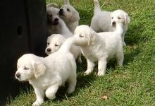 Golden Retriever puppies- Male & Female