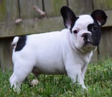 Healthy Home raised French Bulldog pups available -
