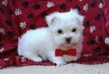 Pedigree Maltese Puppies--v.eronicaamanda4.9@gmail.com