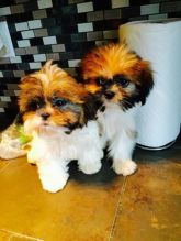 Shih tzu puppys ckc registered