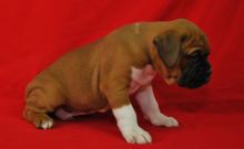 Special little Boxer puppies