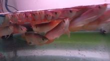Super Red Arowana Fish and Many Others Available For Sale. We are exporter and breeder of Arowana Fi