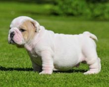 Top Class English Bulldog Puppies Available (213) 787-4282