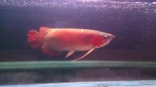 Top super red arowanas fish and many others fish for sale We supply We supply top quality arowanas