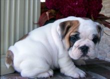 Two Top Class English Bulldog Puppies Available
