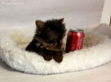 Yorkie Puppy