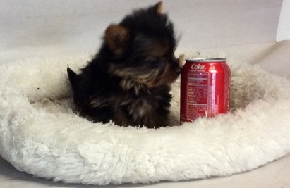 Absolutely Healthy Yorkie Puppy Image eClassifieds4u