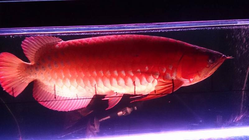 Arowana Fish for Sale $450.00 We are a breeder of tropical Aquarium live fish. Image eClassifieds4u