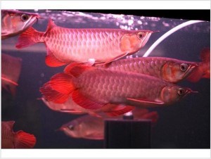 Asian Red, RTG, Super Red, Chili Red, Golden X back,Dragon Red Arowanas For Sale (253) 470-8173 Image eClassifieds4u