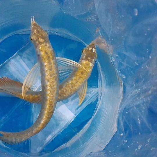 Asian Red, RTG, Super Red, Chili Red, Golden X back,Dragon Red Arowanas For Sale (253) 470-8173 Image eClassifieds4u