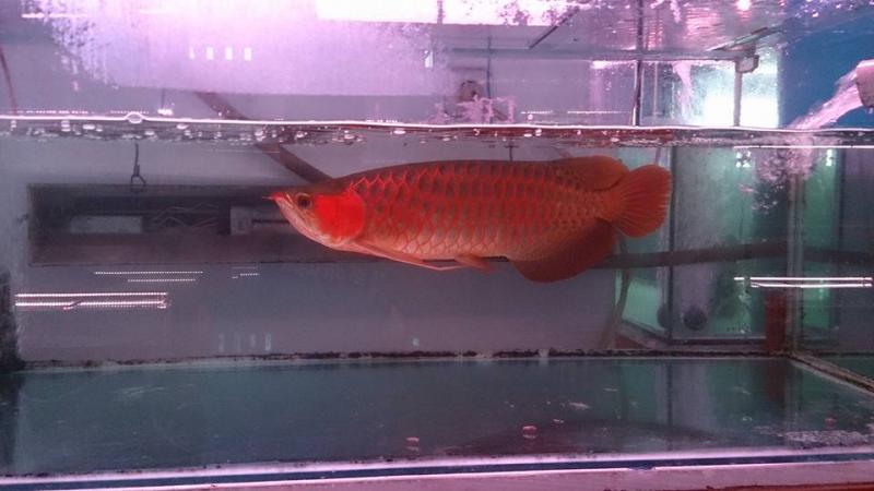 Best Quality Arowana Fish For Sale/Best Quality Arowana Fish For Sale.We supply quality live Red Image eClassifieds4u