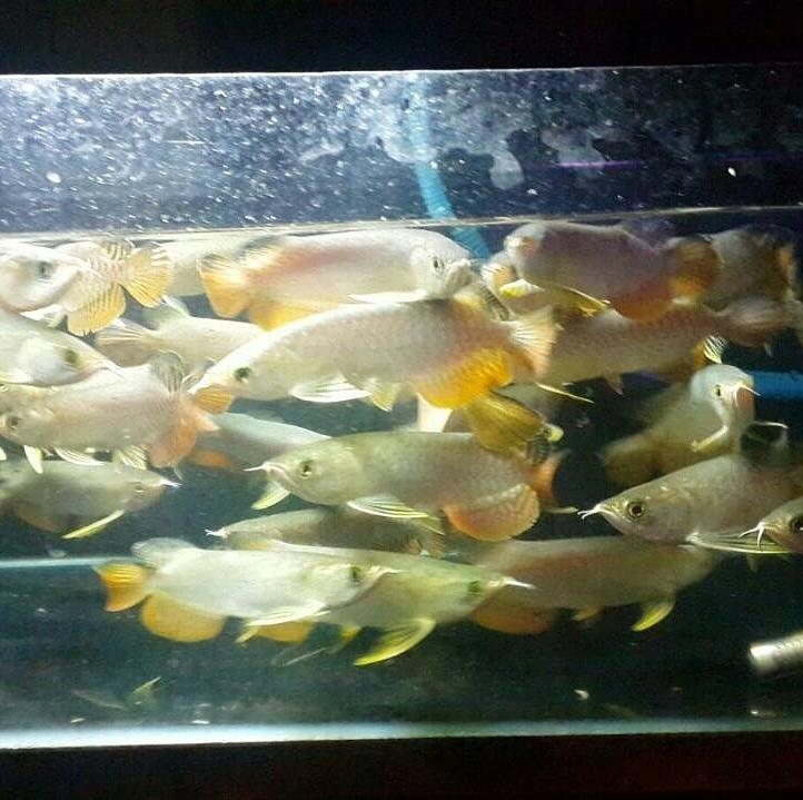 Best Quality Arowana Fish For Sale/Best Quality Arowana Fish For Sale.We supply quality live Red Image eClassifieds4u