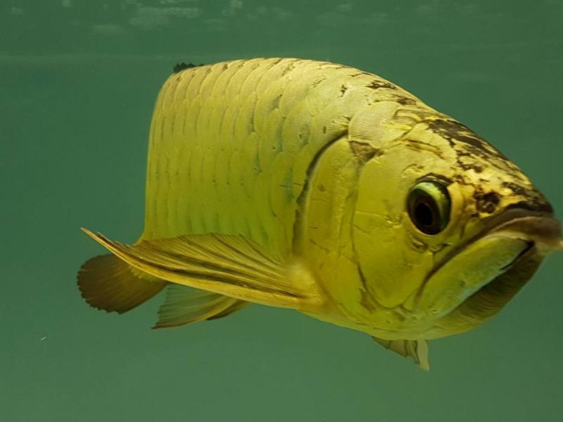 Flower Horn Arowana fish and many others fish for sale We supply $250.00 We have variaties of arowa Image eClassifieds4u