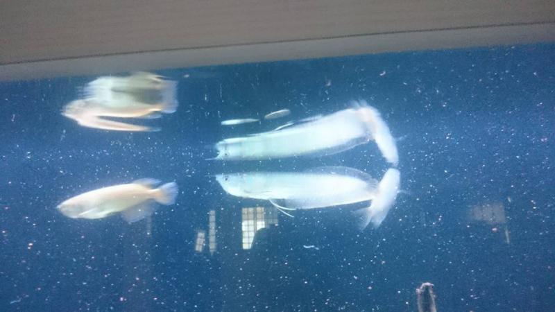 Flower Horn Arowana fish and many others fish for sale We supply $250.00 We have variaties of arowa Image eClassifieds4u