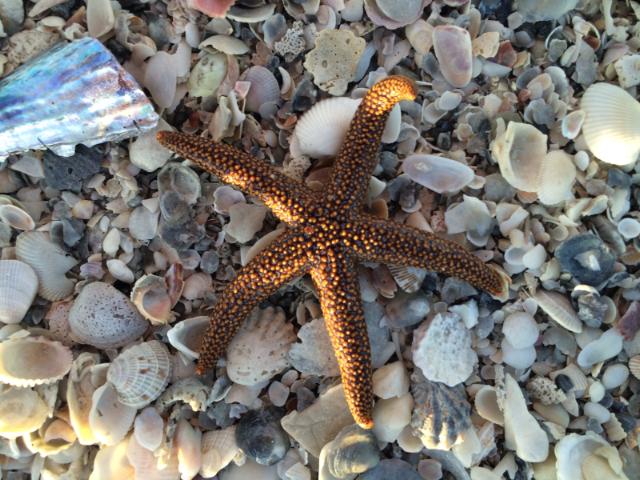 Marriott/Hyatt Properties PAID Vacation! Includes RT Airfare +Hotel Accommodations. Image eClassifieds4u