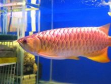 $200 (Lovely) Arowana Fishes and Many Other Fishes Available We have variates of of arowana fishes Image eClassifieds4u 3